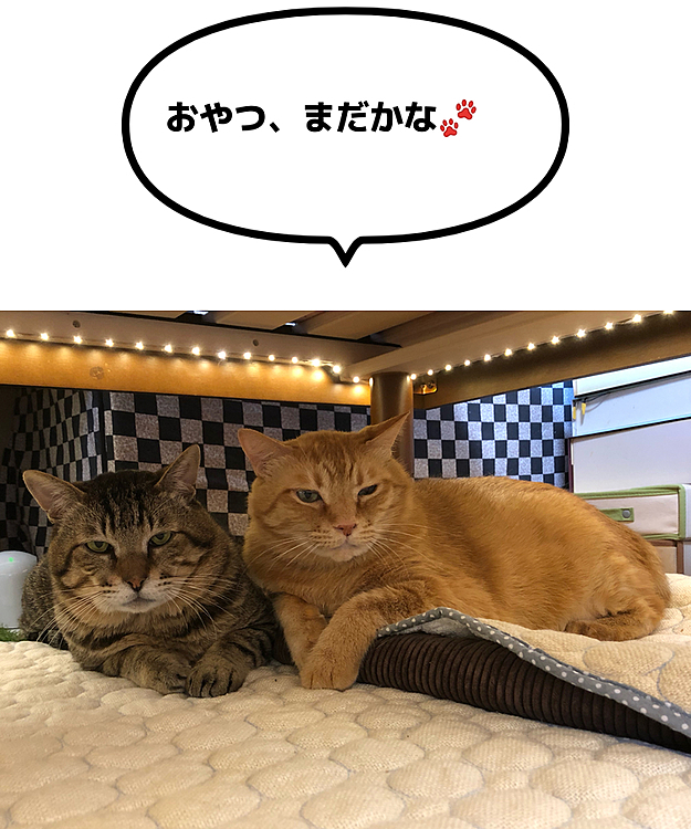 Max&Kittyの投稿