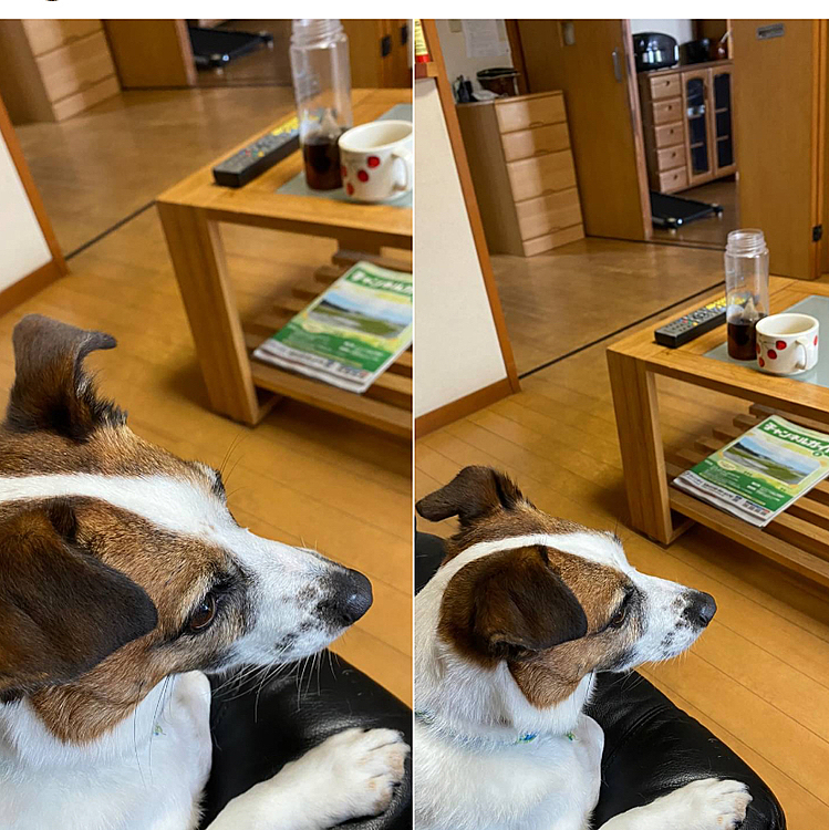 今日は、いつもと違う愛犬お守り役