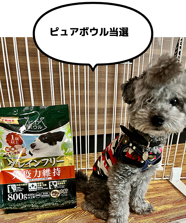 今日はぼくにプレゼントが届いたワン
ピュアボウルのドックフード
ありがとうございます🐶
@petlibrary_jp 

#ピュアボウル
#ピュアボウル1000名様モニター募集キャンペーン 
#ピュアボウルモニター当選
#ドックフード