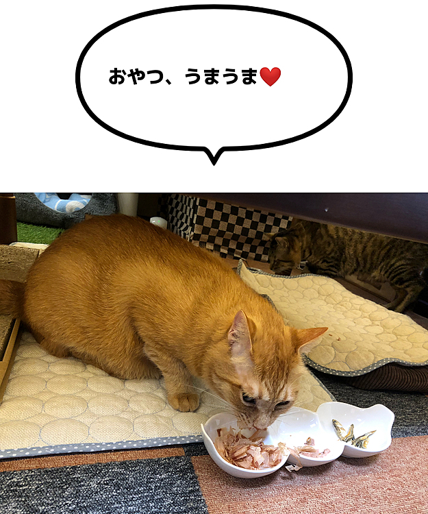 Max&Kittyの投稿