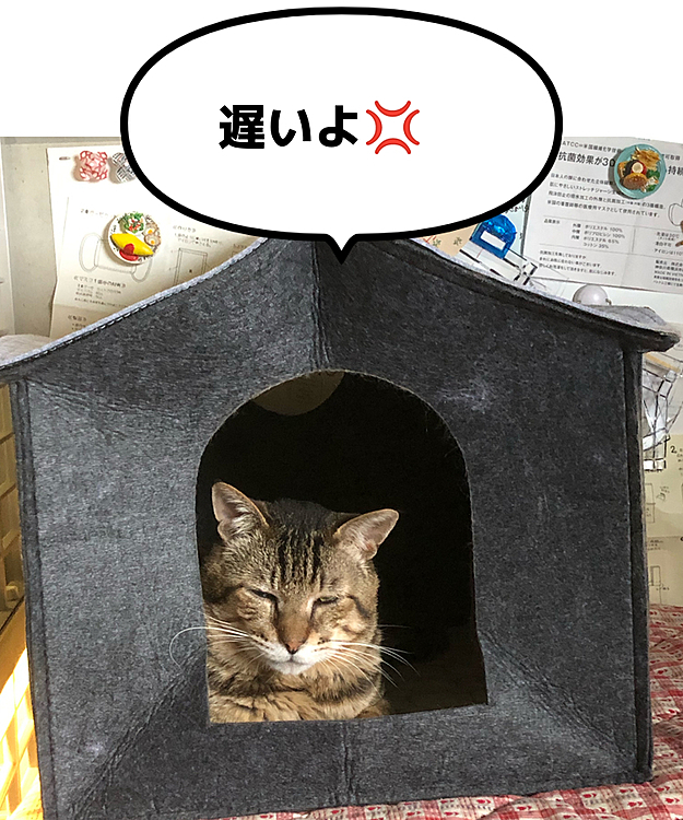 Max&Kittyの投稿