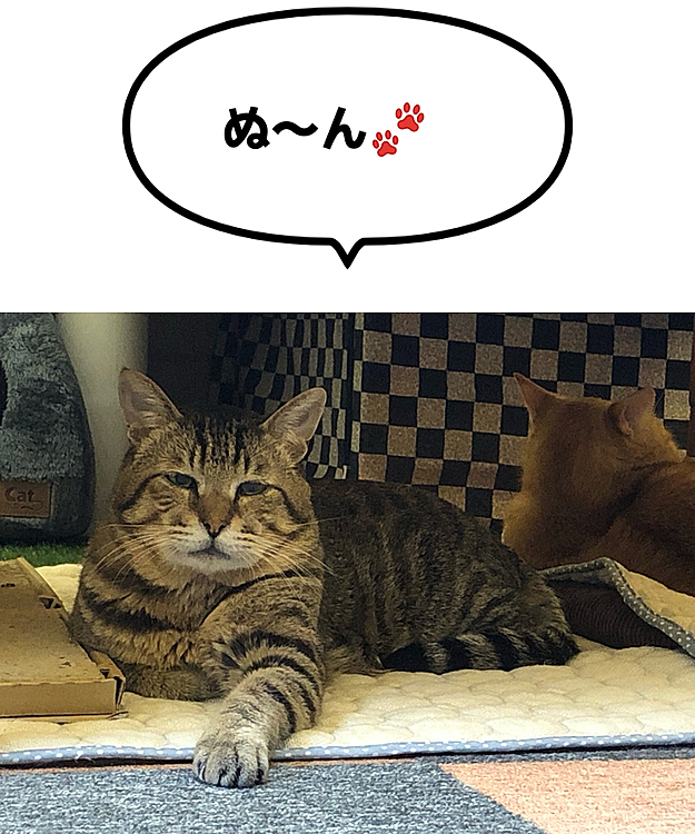 Max&Kittyの投稿