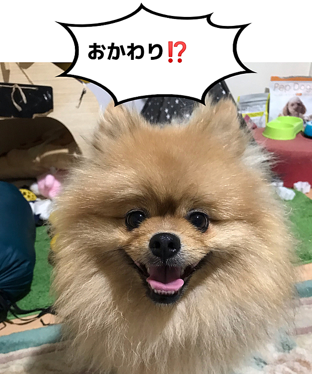 寝てたので、ワンコスペース片付けようとしたら…