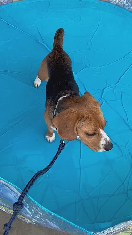 お座り出来るのかなぁ⁉️
オチリ濡れちゃうね😆