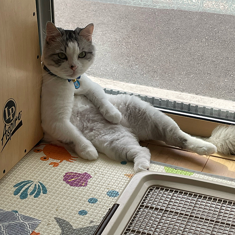 何だよー。と、ばかりにコチラを見て居る
我が家の6歳のマンチカンパパ！
ぽんちゃんでーす！