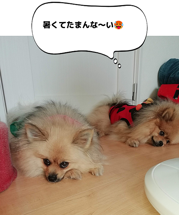 エアコンが入ったら、ここが一番涼しい所なの🦁🦊💦
まさかの、エアコン待ち⁉️