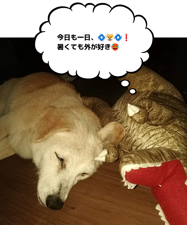 暑かったね〜。お庭で🌀🐶🌀
はなちゃんは外が好きです｡そして、暑いのが好きです｡夏でも、日向を好んでお昼寝します｡寝る時以外は自由にお庭に出れるのですが…今年はちょっと…