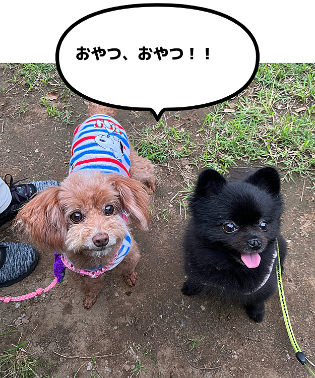 うにの大好きなお友達のもえちゃんと💗
ビビりなうにが心を許すお姉ちゃんです🥰
