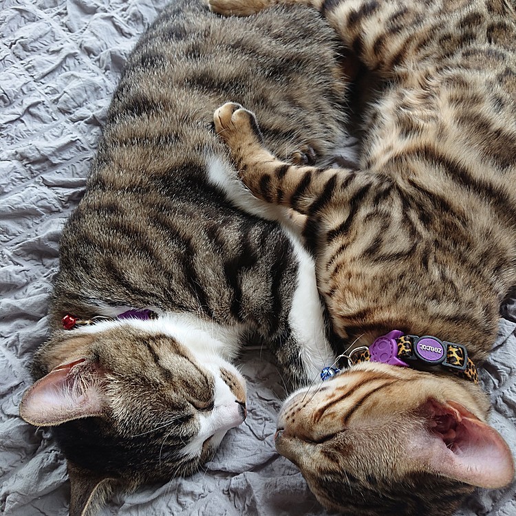 暑いんだから離れて寝ればいいのにぃ( ´,_ゝ`)