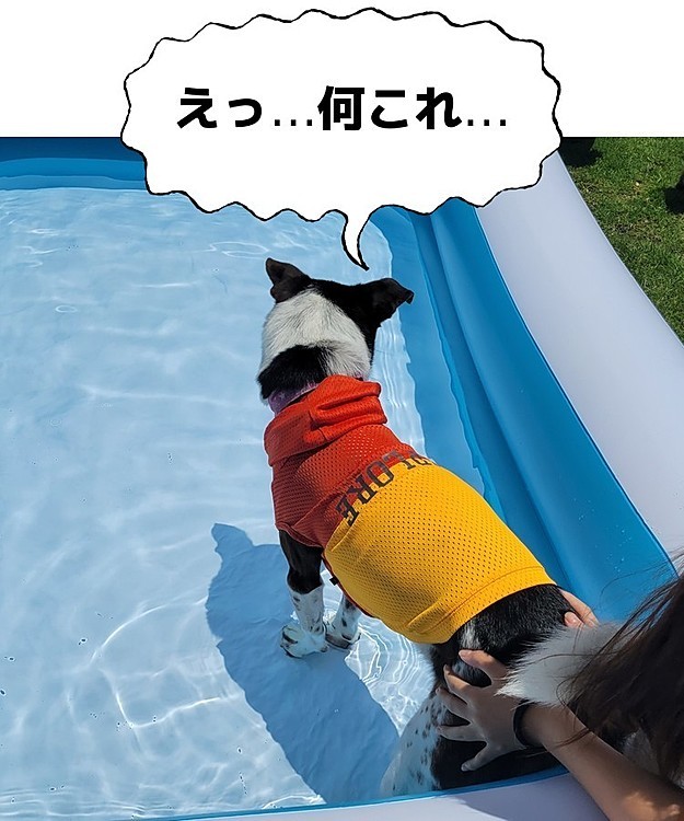 遊びに行ったドックランのパパさんが
プールを出してくれてプール開き(*´Д`*)

一番最初に捕まったビンゴが 強制一番乗り(笑)
初めはガッチガチに固まってたけど大好きな
ボール入れてみたら以外とハイテンション(笑)