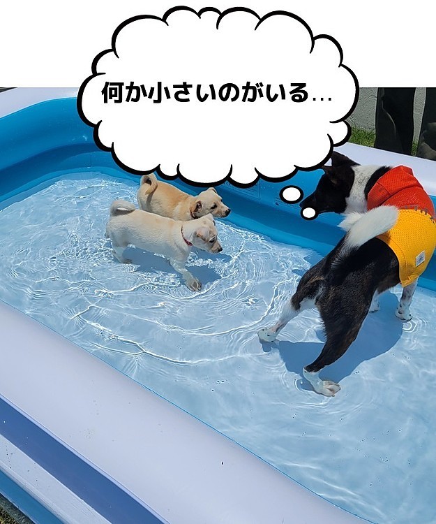 小さなお友達も一緒(*´Д`*)