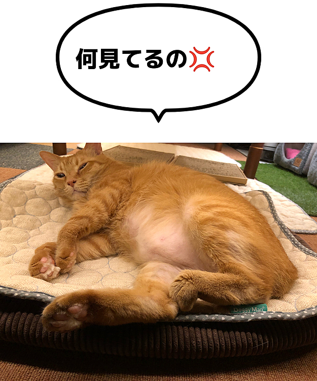 Max&Kittyの投稿