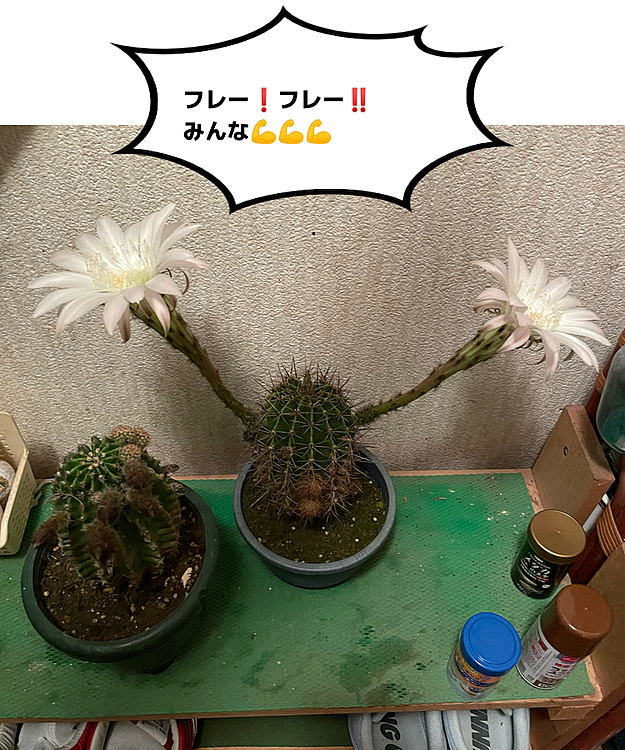 おはようございます✋
主とした投稿はホントはペットなんでしょうけど、キレイに咲いてたのでたまには…でも良いですよね🤗❓
自分的には『チアガールサボテン🌵』と名付けてました🤣🤣🤣
もうこの花は終わってしまったのですが次の投稿では隣のサボテン🌵の今朝の様子も投稿します💡