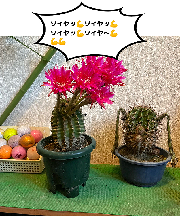 続けて今朝の隣のサボテン🌵
チアガールに対して何か一方向に手を上げてる様に見えるので『ソーラン節サボテン🌵』❓とも思いましたが､何か『一世風靡セピア』❓っぽくも見える💡
『ソイヤッ💪ソイヤッ💪ソイヤッ💪ソイヤ～💪💪💪』みたいな❓🤣🤣🤣そっちの方が良いかな❓(笑)