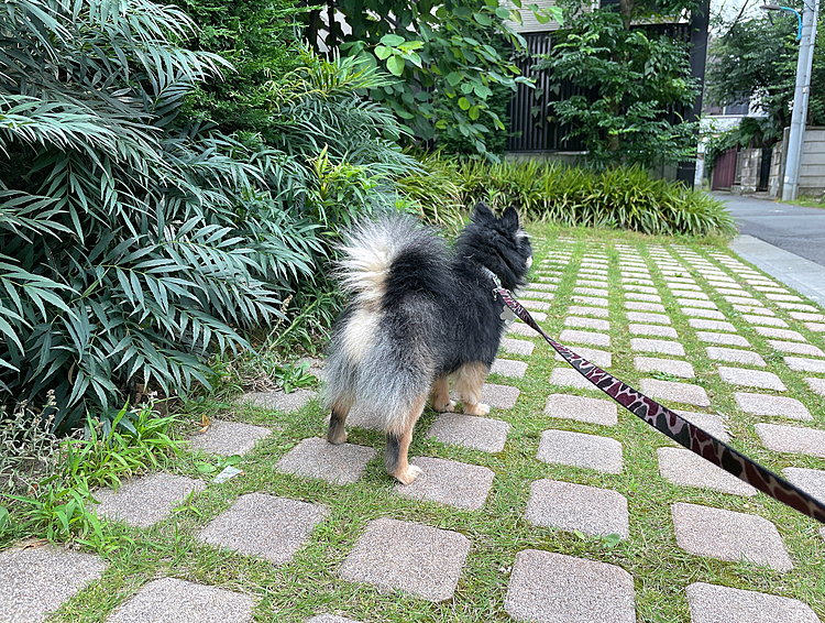 ただいまです🎶

彼が仕事だったので午後帰ってきて
とらくんのお迎えに行きました😊

いい子にしてたみたいです🐯🎶

