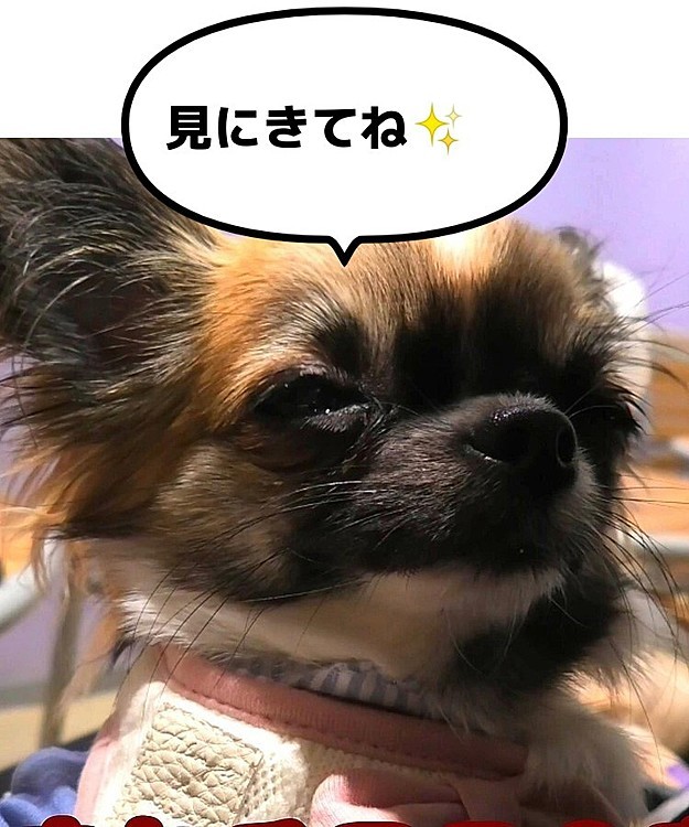 こんばんは☺️
【本日投稿】
１分で見れる❗今日のチワワ🐶
決定的瞬間が撮れました🤩

ぜひ遊びに来て下さい😀
チャンネル登録お願いします☀️
動画はアイコンから飛べます😊
宜しくお願いします☀️