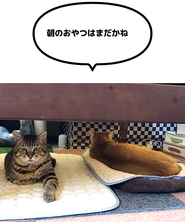 Max&Kittyの投稿