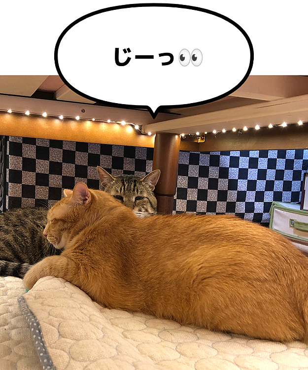 Max&Kittyの投稿