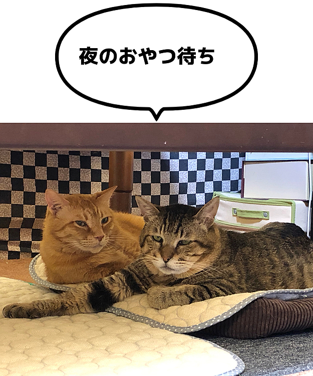 Max&Kittyの投稿