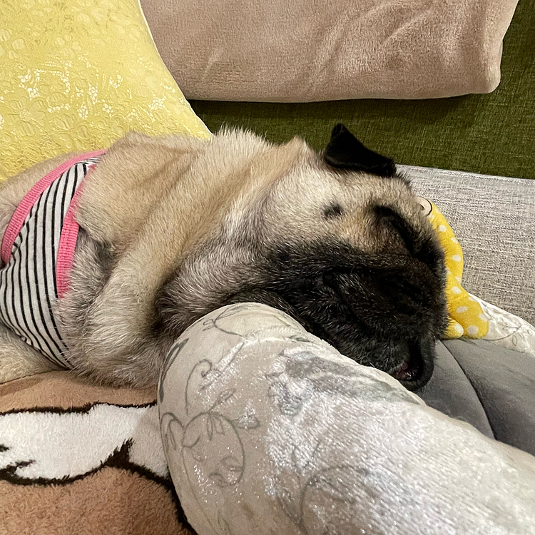 蒸し暑い一日でしたね💦
夕散歩後、気持ち良く爆睡💤