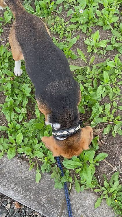 今朝のお散歩〜🐶🐾🐾
相変わらず真っ直ぐ歩かない🙁
道草食ってるマックス🐶🌱☘️