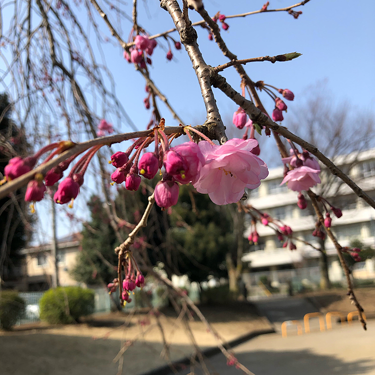 近所の公園の枝垂れ桜が開花し始めました。満開になるととても綺麗なんです🌸