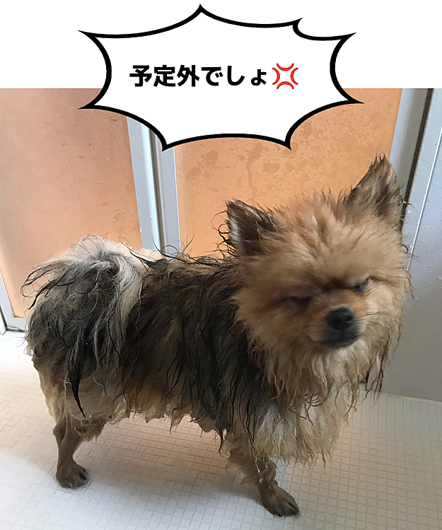 ぽんずandのえる　の投稿