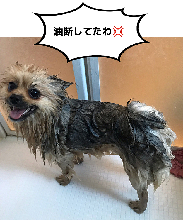 ぽんずandのえる　の投稿