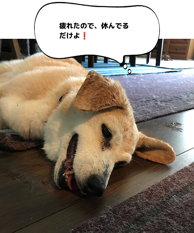 ぽんずandのえる　の投稿