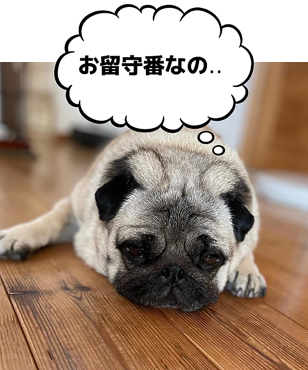 とうちゃん＆ママさんお出かけで、お留守番💢