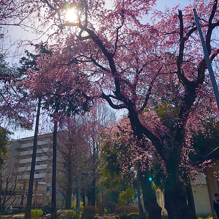 今日のお散歩中、いつものコースの公園で桜の花が綺麗に咲いているのを発見‼️
ピンク色で素敵でした🌸
よつば地方は暖かい1日だったので、そこかしこで桜が開花し始めておりました✨✨