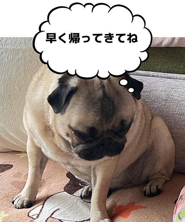 とうちゃんお休みで、一緒にお出かけと思ってたのに‥ガッカリ