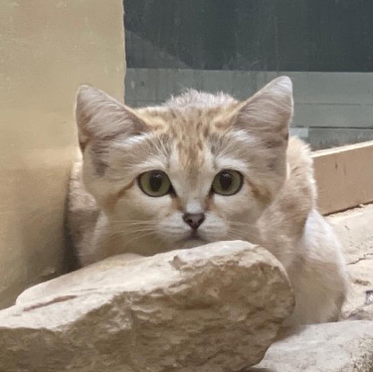 とうちゃん＆ママさん、昨日から公開のスナネコを見に動物園へ🐱