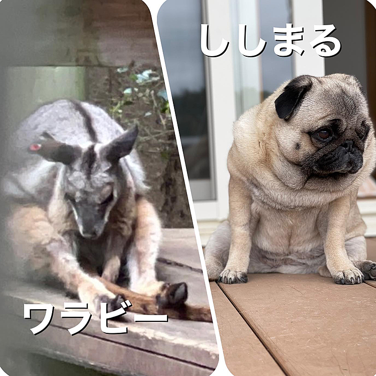 座り方がししまる似のワラビー🦘？