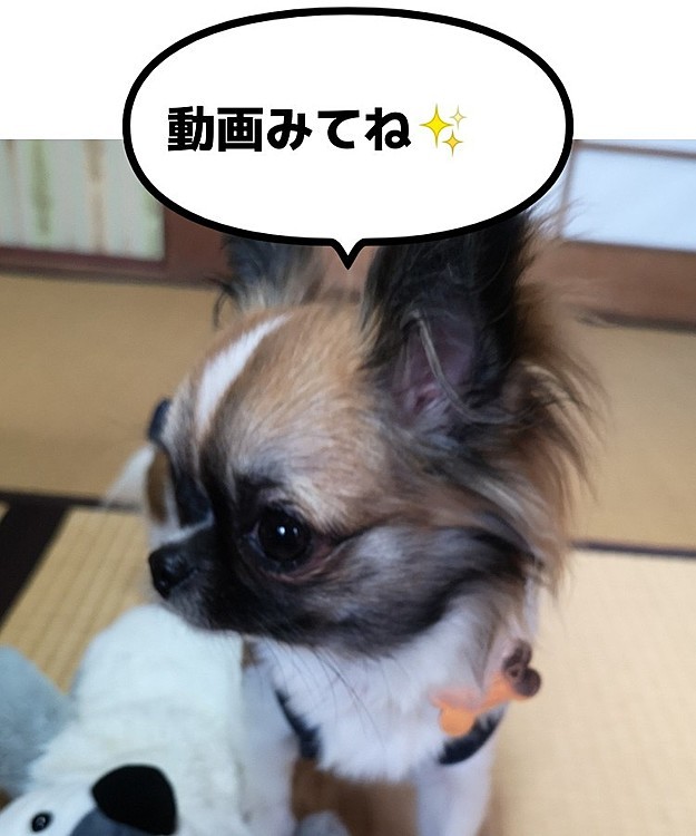 こんばんは☺️
【本日投稿】
１分で見れる❗今日のチワワ🐶
飼い主と再開したら子犬の尻尾はどうなるのか🤭

ぜひ遊びに来て下さい😀
チャンネル登録お願いします☀️
チャンネルはアイコンから飛べます！
宜しくお願いします✨