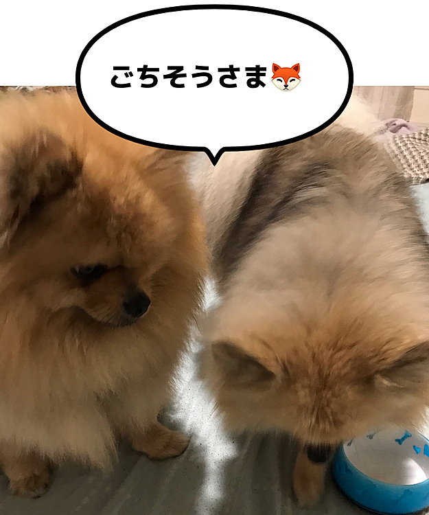 ぽんずandのえる　の投稿