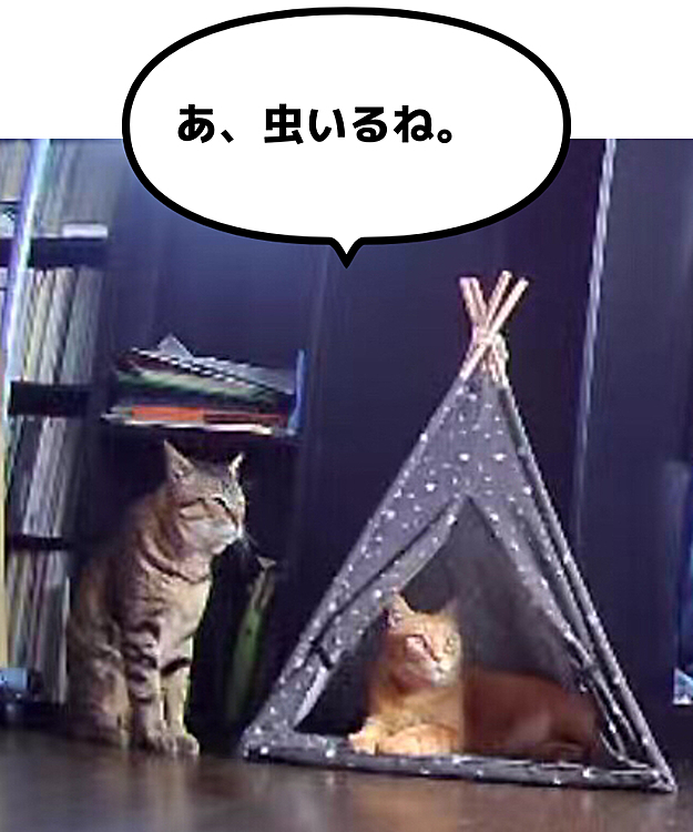 Max&Kittyの投稿