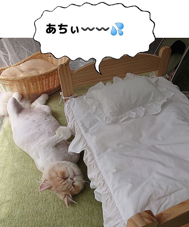 暑さのあまりヘソ天するネコさんw