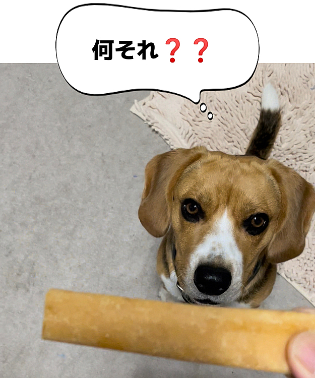 2022.6.24(金)
何でも引き裂いて中綿とか食べちゃうから、チーズ🧀をあげてみました😋
不思議そうに見てた😄