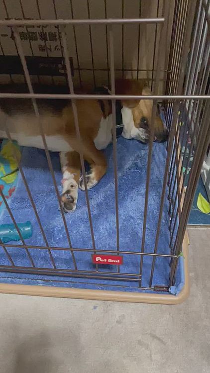 散々ホリホリして寝た🐶💤(口と手に糸🧵が付いてるよ)

何の夢見てる⁉️😅
