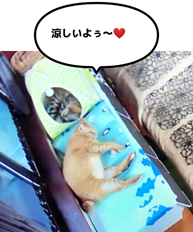 Max&Kittyの投稿