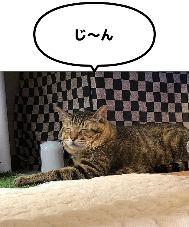 Max&Kittyの投稿