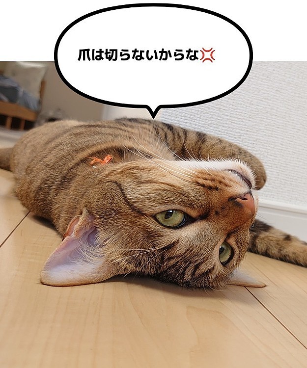 猫様がお怒りです‼️