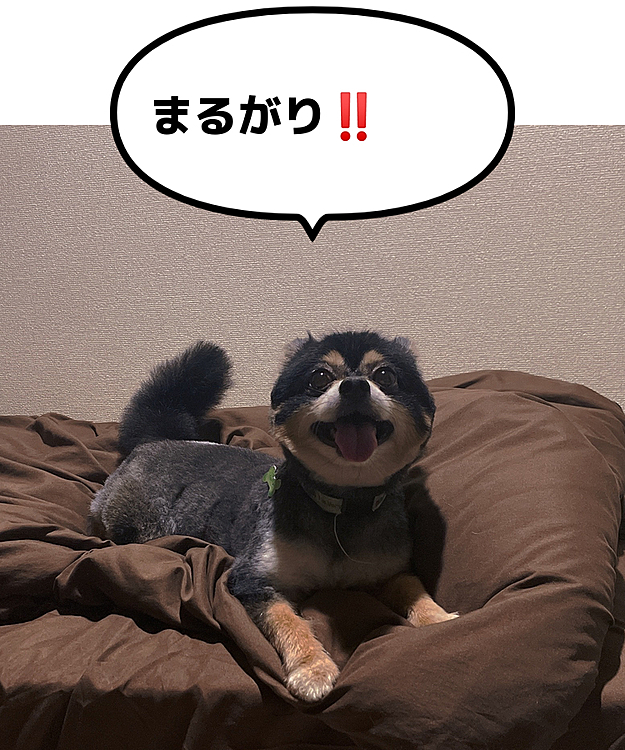 アチアチなので
本日の休日はとらくんのトリミング✂️

毎度おなじみ、5mmの柴犬カット🤣🔆

サッパリしました〜🎶

