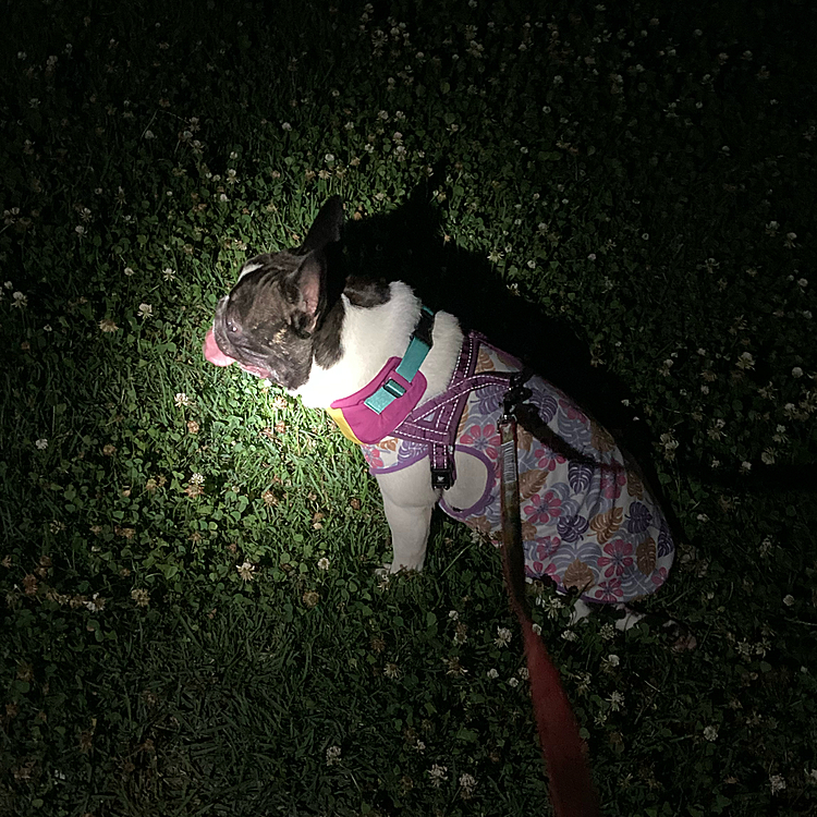 夜さんぽ🔦