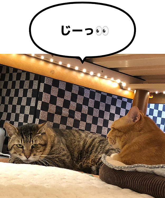 Max&Kittyの投稿