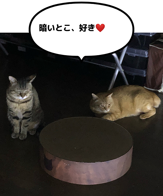 Max&Kittyの投稿