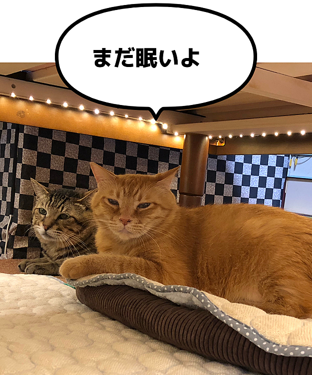 Max&Kittyの投稿