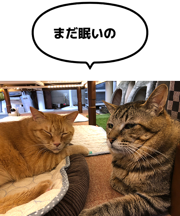 Max&Kittyの投稿