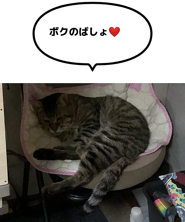 Max&Kittyの投稿